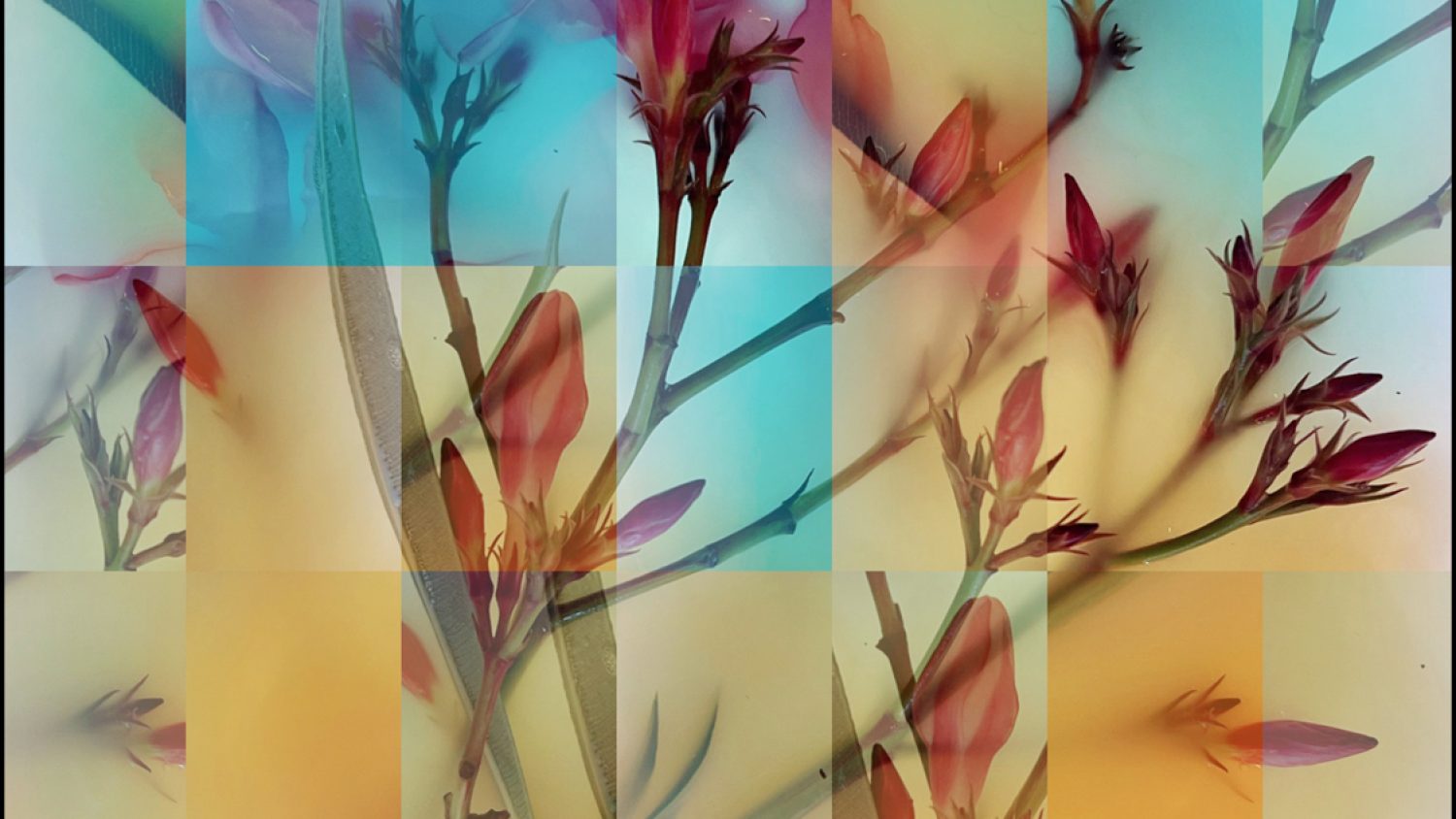 Becky Jaffe - Patchwork Poison - 2025